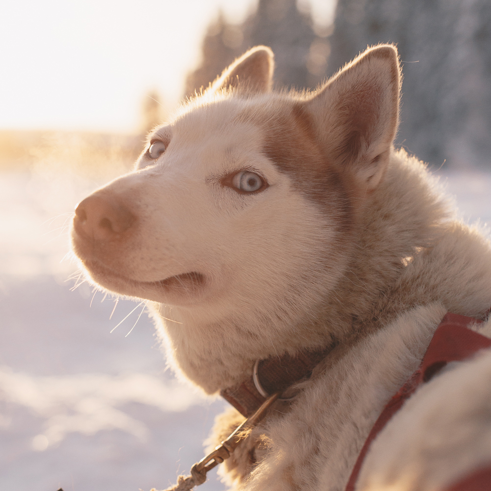 Husky hund i motljus vinter