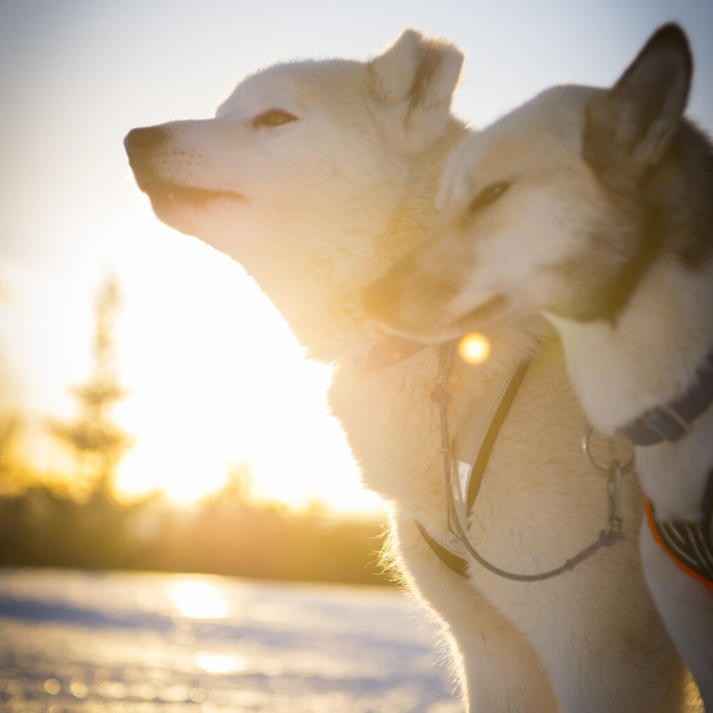 Två husky hundar i motljus vinter